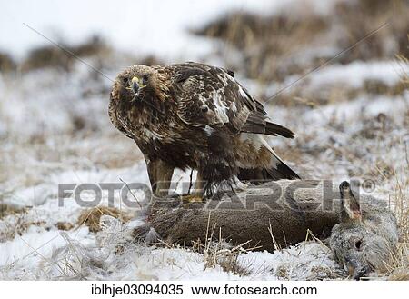 Stock Photography - "Golden Eagle (Aquila chrysaetos) with prey, Molde, Norway, Europe". Fotosearch