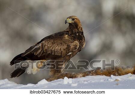 "Golden Eagle (Aquila chrysaetos) with a dead fox in winter, Northern Ostrobothnia, Finland, Europe" View Large Photo Image Stock Photography - "Golden Eagle (Aquila chrysaetos) with a dead fox in winter, Northern Ostrobothnia, Finland, Europe". Fotosearch