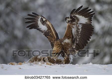 Golden Eagle Aquila Chrysaetos With A Captured Rabbit In