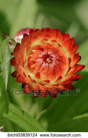 Picture - "Golden Everlasting (Helichrysum bracteatum), blossom, native to Australia". Fotosearch