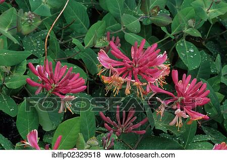 "Golden Flame Honeysuckle (Lonicera x heckrottii), close-up of flowers, in garden, USA" View Large Photo Image Stock Photo - "Golden Flame Honeysuckle (Lonicera x heckrottii), close-up of flowers, in garden, USA". Fotosearch