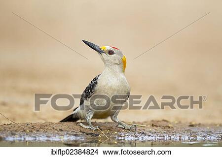 "Golden-fronted Woodpecker (Melanerpes aurifrons), adult male, drinking at pool, Texas, United States, North America" View Large Photo Image Picture - "Golden-fronted Woodpecker (Melanerpes aurifrons), adult male, drinking at pool, Texas, United States, North America". Fotosearch