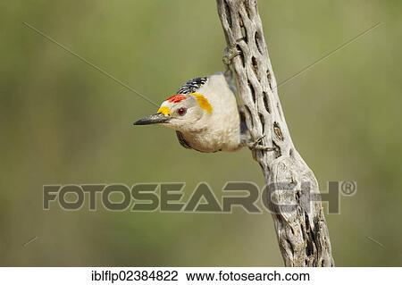 "Golden-fronted Woodpecker (Melanerpes aurifrons), adult male, clinging to cactus skeleton, Texas, United States, North America" View Large Photo Image Stock Image - "Golden-fronted Woodpecker (Melanerpes aurifrons), adult male, clinging to cactus skeleton, Texas, United States, North America". Fotosearch