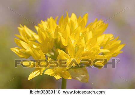"Golden Garlic (Allium moly), Germany, Europe" View Large Photo Image Stock Photo - "Golden Garlic (Allium moly), Germany, Europe". Fotosearch