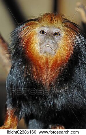 "Golden-headed Lion Tamarin or Golden-headed Tamarin (Leontopithecus chrysomelas), native to South America, in captivity, Germany, Europe" View Large Photo Image Stock Image - "Golden-headed Lion Tamarin or Golden-headed Tamarin (Leontopithecus chrysomelas), native to South America, in captivity, Germany, Europe". Fotosearch
