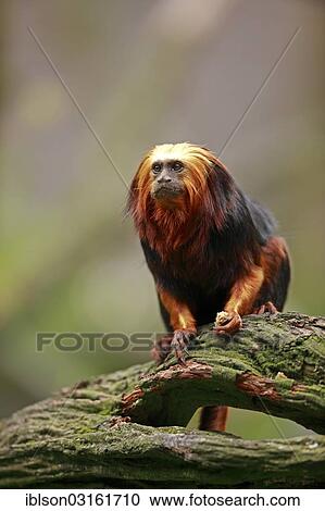 "Golden-headed Lion Tamarin (Leontopithecus chrysomelas), captive, Apeldoorn, Gelderland, The Netherlands, Europe" View Large Photo Image Stock Image - "Golden-headed Lion Tamarin (Leontopithecus chrysomelas), captive, Apeldoorn, Gelderland, The Netherlands, Europe". Fotosearch