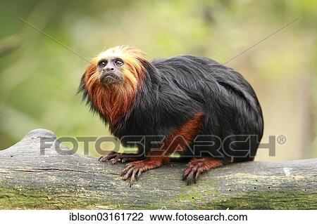 "Golden-headed Lion Tamarin (Leontopithecus chrysomelas), captive, Apeldoorn, Gelderland, The Netherlands, Europe" View Large Photo Image Stock Image - "Golden-headed Lion Tamarin (Leontopithecus chrysomelas), captive, Apeldoorn, Gelderland, The Netherlands, Europe". Fotosearch