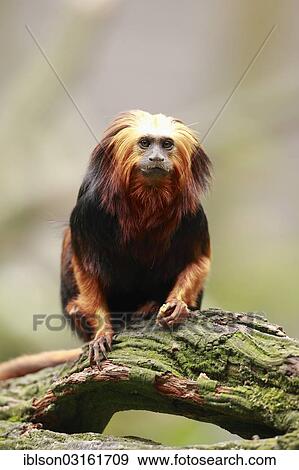 "Golden-headed Lion Tamarin (Leontopithecus chrysomelas), captive, Apeldoorn, Gelderland, The Netherlands, Europe" View Large Photo Image Stock Photo - "Golden-headed Lion Tamarin (Leontopithecus chrysomelas), captive, Apeldoorn, Gelderland, The Netherlands, Europe". Fotosearch