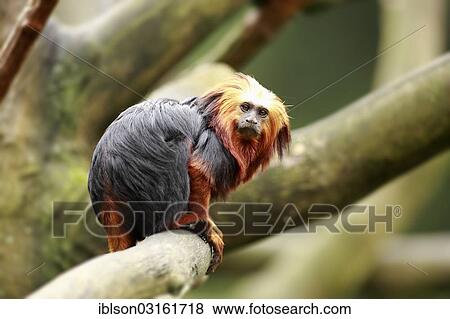 "Golden-headed Lion Tamarin (Leontopithecus chrysomelas), captive, Apeldoorn, Gelderland, The Netherlands, Europe" View Large Photo Image Stock Photo - "Golden-headed Lion Tamarin (Leontopithecus chrysomelas), captive, Apeldoorn, Gelderland, The Netherlands, Europe". Fotosearch