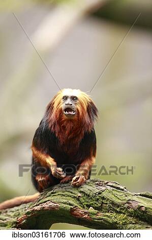 Stock Photograph - "Golden-headed Lion Tamarin (Leontopithecus chrysomelas), captive, Apeldoorn, Gelderland, The Netherlands, Europe". Fotosearch