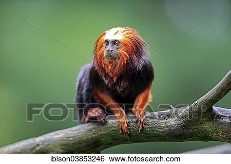 "Golden-headed Lion Tamarin (Leontopithecus chrysomelas), adult on a tree, Apeldoorn, The Netherlands, Europe" View Large Photo Image Stock Photograph - "Golden-headed Lion Tamarin (Leontopithecus chrysomelas), adult on a tree, Apeldoorn, The Netherlands, Europe". Fotosearch