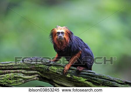 "Golden-headed Lion Tamarin (Leontopithecus chrysomelas), adult on a tree, Apeldoorn, The Netherlands, Europe" View Large Photo Image Stock Photography - "Golden-headed Lion Tamarin (Leontopithecus chrysomelas), adult on a tree, Apeldoorn, The Netherlands, Europe". Fotosearch
