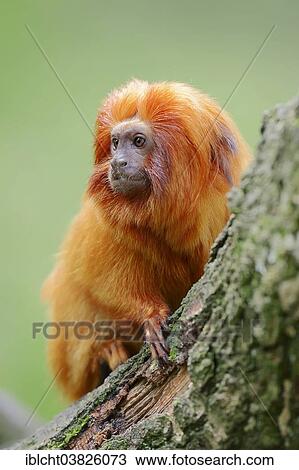 "Golden Lion Tamarin (Leontopithecus rosalia), captive, Germany, Europe" View Large Photo Image Stock Image - "Golden Lion Tamarin (Leontopithecus rosalia), captive, Germany, Europe". Fotosearch
