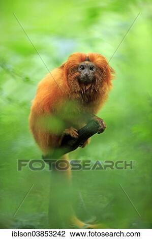 "Golden Lion Tamarin (Leontopithecus rosalia), adult, Apeldoorn, Netherlands" View Large Photo Image Stock Image - "Golden Lion Tamarin (Leontopithecus rosalia), adult, Apeldoorn, Netherlands". Fotosearch