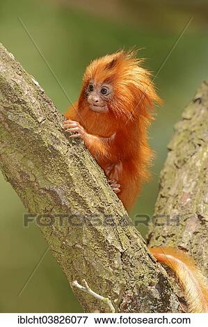 "Golden Lion Tamarin (Leontopithecus rosalia), young, captive, Germany, Europe" View Large Photo Image Stock Photo - "Golden Lion Tamarin (Leontopithecus rosalia), young, captive, Germany, Europe". Fotosearch