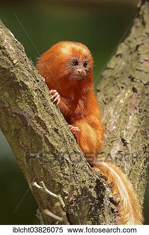 "Golden Lion Tamarin (Leontopithecus rosalia), young, captive, Germany, Europe" View Large Photo Image Stock Photography - "Golden Lion Tamarin (Leontopithecus rosalia), young, captive, Germany, Europe". Fotosearch