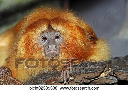 "Golden Lion Tamarin or Golden Marmoset (Leontopithecus rosalia), native to South America, in captivity, Netherlands, Europe" View Large Photo Image Stock Photo - "Golden Lion Tamarin or Golden Marmoset (Leontopithecus rosalia), native to South America, in captivity, Netherlands, Europe". Fotosearch