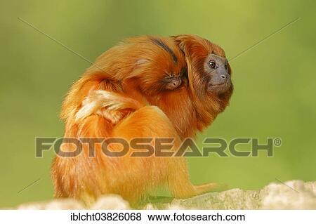 "Golden Lion Tamarins (Leontopithecus rosalia), female with young, captive, Germany, Europe" View Large Photo Image Stock Photo - "Golden Lion Tamarins (Leontopithecus rosalia), female with young, captive, Germany, Europe". Fotosearch