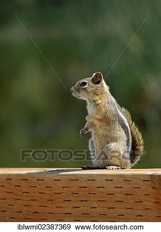 "Golden-mantled Ground Squirrel (Spermophilus lateralis), Posey Lake, Dixie National Forest, Utah, Southwest, United States of America, USA" View Large Photo Image Stock Photo - "Golden-mantled Ground Squirrel (Spermophilus lateralis), Posey Lake, Dixie National Forest, Utah, Southwest, United States of America, USA". Fotosearch