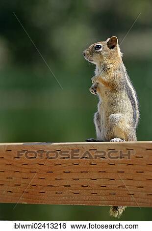Stock Photograph - Golden-mantled Ground Squirrel (Spermophilus lateralis), Posey Lake, Dixie National Forest, Utah, Southwest, United States of America, USA. Fotosearch