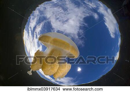 "Golden Medusa or Papuan Jellyfish (Papua Mastigias) against the water surface, Jellyfish Lake, inland saltwater lake, Eil Malk or Mecherchar, Palau, Oceania" View Large Photo Image Picture - "Golden Medusa or Papuan Jellyfish (Papua Mastigias) against the water surface, Jellyfish Lake, inland saltwater lake, Eil Malk or Mecherchar, Palau, Oceania". Fotosearch