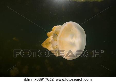 "Golden Medusa or Papuan Jellyfish (Papua Mastigias), Jellyfish Lake, inland saltwater lake, Eil Malk or Mecherchar, Palau, Oceania" View Large Photo Image Stock Image - "Golden Medusa or Papuan Jellyfish (Papua Mastigias), Jellyfish Lake, inland saltwater lake, Eil Malk or Mecherchar, Palau, Oceania". Fotosearch