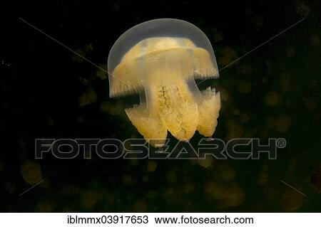 Stock Image - "Golden Medusa or Papuan Jellyfish (Papua Mastigias), Jellyfish Lake, inland saltwater lake, Eil Malk or Mecherchar, Palau, Oceania". Fotosearch