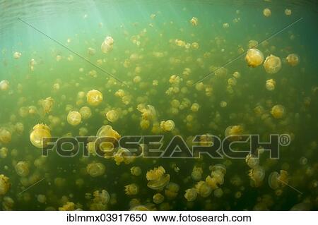 "Golden Medusas or Papuan Jellyfish (Papua Mastigias), Jellyfish Lake, inland saltwater lake, Eil Malk or Mecherchar, Palau, Oceania" View Large Photo Image Stock Image - "Golden Medusas or Papuan Jellyfish (Papua Mastigias), Jellyfish Lake, inland saltwater lake, Eil Malk or Mecherchar, Palau, Oceania". Fotosearch