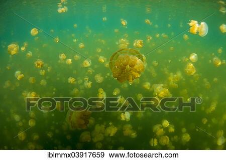 Stock Photo - "Golden Medusas or Papuan Jellyfish (Papua Mastigias), Jellyfish Lake, inland saltwater lake, Eil Malk or Mecherchar, Palau, Oceania". Fotosearch