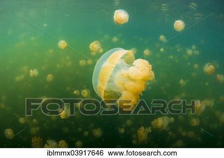 "Golden Medusas or Papuan Jellyfish (Papua Mastigias), Jellyfish Lake, inland saltwater lake, Eil Malk or Mecherchar, Palau, Oceania" View Large Photo Image Stock Photograph - "Golden Medusas or Papuan Jellyfish (Papua Mastigias), Jellyfish Lake, inland saltwater lake, Eil Malk or Mecherchar, Palau, Oceania". Fotosearch