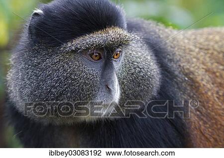 "Golden Monkey (Cercopithecus kandti), Vulkan-Nationalpark, Musanze Distrikt, Nordprovinz, Rwanda, Africa" View Large Photo Image Stock Image - "Golden Monkey (Cercopithecus kandti), Vulkan-Nationalpark, Musanze Distrikt, Nordprovinz, Rwanda, Africa". Fotosearch