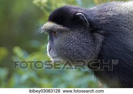 "Golden Monkey (Cercopithecus kandti), Vulkan-Nationalpark, Musanze Distrikt, Nordprovinz, Rwanda, Africa" View Large Photo Image Stock Photo - "Golden Monkey (Cercopithecus kandti), Vulkan-Nationalpark, Musanze Distrikt, Nordprovinz, Rwanda, Africa". Fotosearch