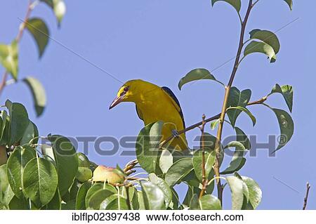"Golden Oriole (Oriolus oriolus), adult male, on pear tree" View Large Photo Image Stock Photo - "Golden Oriole (Oriolus oriolus), adult male, on pear tree". Fotosearch