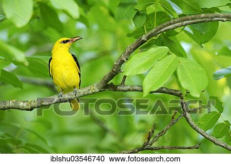 Stock Image - "Golden Oriole (Oriolus oriolus), male, with an insect in its beak, Bulgaria, Europe". Fotosearch