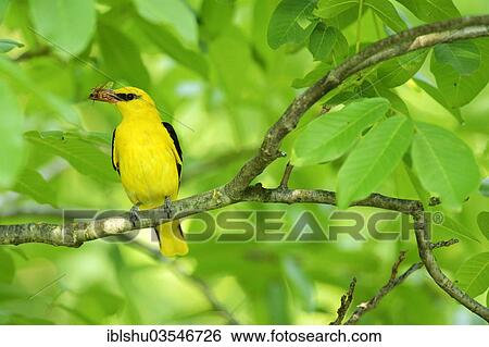 Stock Photograph - "Golden Oriole (Oriolus oriolus), male, with an insect in its beak, Bulgaria, Europe". Fotosearch