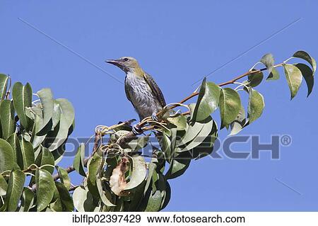 "Golden Oriole (Oriolus oriolus), juvenile, on pear tree" View Large Photo Image Stock Photo - "Golden Oriole (Oriolus oriolus), juvenile, on pear tree". Fotosearch
