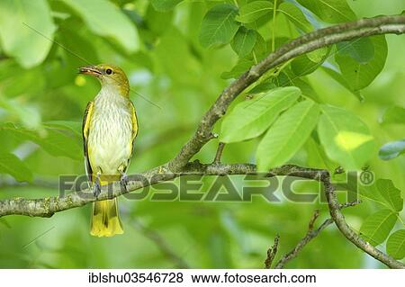 "Golden Oriole (Oriolus oriolus), female with insect in its beak, Bulgaria, Europe" View Large Photo Image Stock Photo - "Golden Oriole (Oriolus oriolus), female with insect in its beak, Bulgaria, Europe". Fotosearch