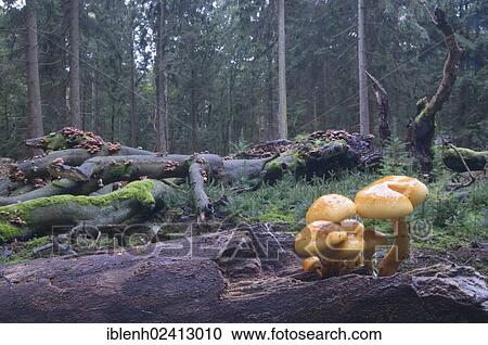 Golden Pholiota (Pholiota aurivella), Tinner Loh, Haren, Emsland, Lower Saxony, Germany, Europe View Large Photo Image Stock Image - Golden Pholiota (Pholiota aurivella), Tinner Loh, Haren, Emsland, Lower Saxony, Germany, Europe. Fotosearch