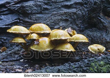 Golden Pholiota (Pholiota aurivella), Tinner Loh, Haren, Emsland, Lower Saxony, Germany, Europe View Large Photo Image Stock Photo - Golden Pholiota (Pholiota aurivella), Tinner Loh, Haren, Emsland, Lower Saxony, Germany, Europe. Fotosearch