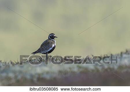 "Golden Plover (Pluvialis apricaria), Dovrefjell, Norway, Europe" View Large Photo Image Stock Photography - "Golden Plover (Pluvialis apricaria), Dovrefjell, Norway, Europe". Fotosearch