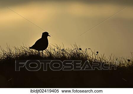 Golden Plover (Pluvialus apricaria), male on moorland, Shetland, Scotland, United Kingdom, Europe View Large Photo Image Stock Photography - Golden Plover (Pluvialus apricaria), male on moorland, Shetland, Scotland, United Kingdom, Europe. Fotosearch