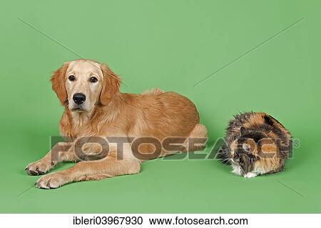 "Golden Retriever, 7 months, and Siberian Forest Cat" View Large Photo Image Stock Image - "Golden Retriever, 7 months, and Siberian Forest Cat". Fotosearch