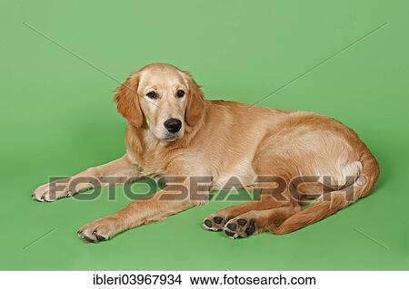 "Golden Retriever, 7 months" View Large Photo Image Picture - "Golden Retriever, 7 months". Fotosearch