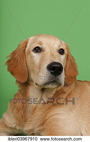 "Golden Retriever, 7 months" View Large Photo Image Stock Image - "Golden Retriever, 7 months". Fotosearch