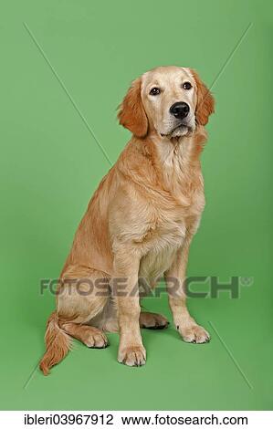 "Golden Retriever, 7 months" View Large Photo Image Stock Image - "Golden Retriever, 7 months". Fotosearch