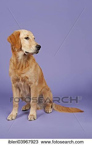 Stock Image - "Golden Retriever, 7 months". Fotosearch