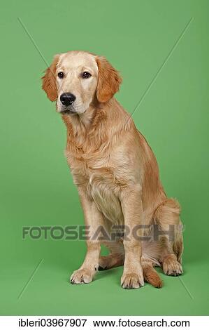 "Golden Retriever, 7 months" View Large Photo Image Stock Photo - "Golden Retriever, 7 months". Fotosearch