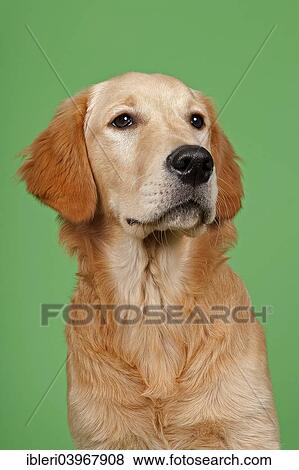 "Golden Retriever, 7 months" View Large Photo Image Stock Photo - "Golden Retriever, 7 months". Fotosearch