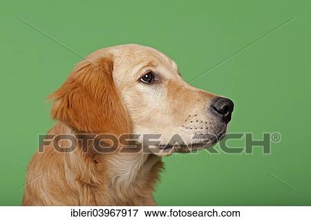 "Golden Retriever, 7 months" View Large Photo Image Stock Photo - "Golden Retriever, 7 months". Fotosearch