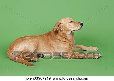 "Golden Retriever, 7 months" View Large Photo Image Stock Photo - "Golden Retriever, 7 months". Fotosearch